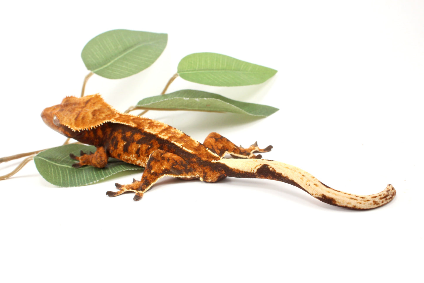 Chocolate Harlequin Crested Gecko