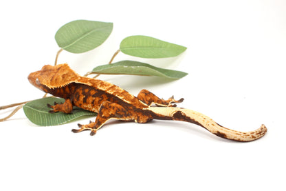 Chocolate Harlequin Crested Gecko