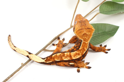 Chocolate Harlequin Crested Gecko