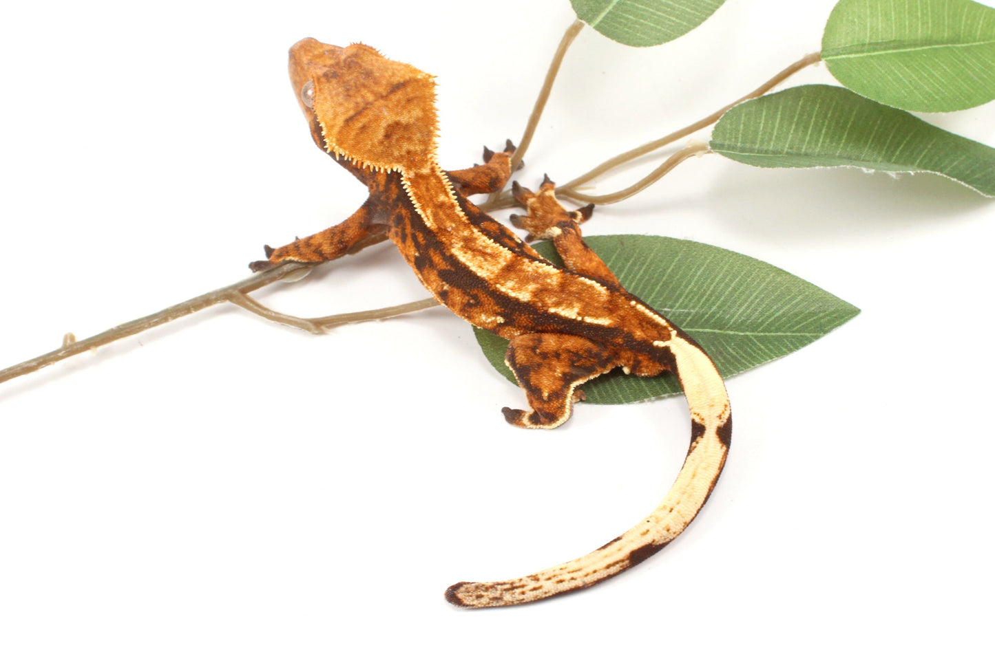 Chocolate Harlequin Crested Gecko