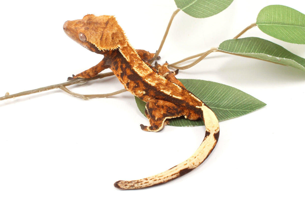 Chocolate Harlequin Crested Gecko