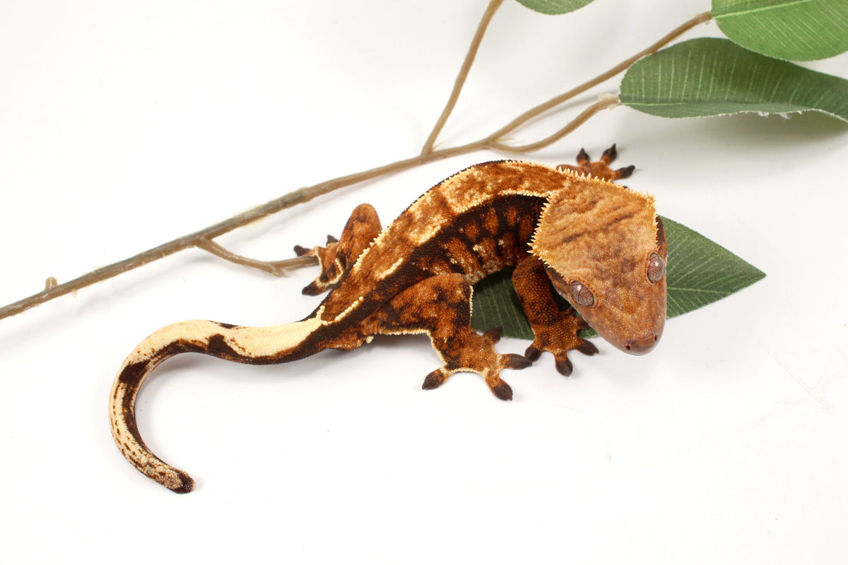 Chocolate Harlequin Crested Gecko