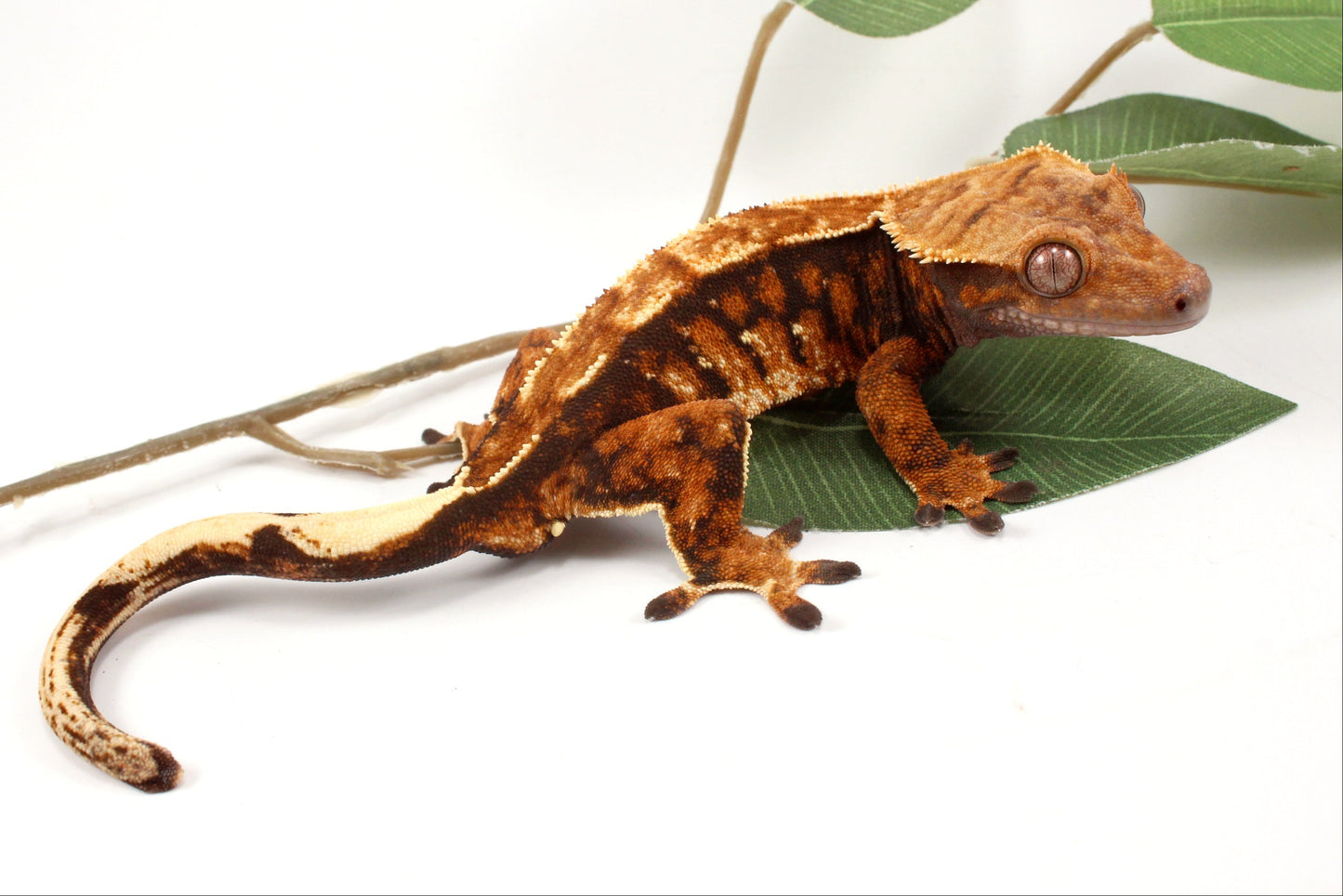 Chocolate Harlequin Crested Gecko