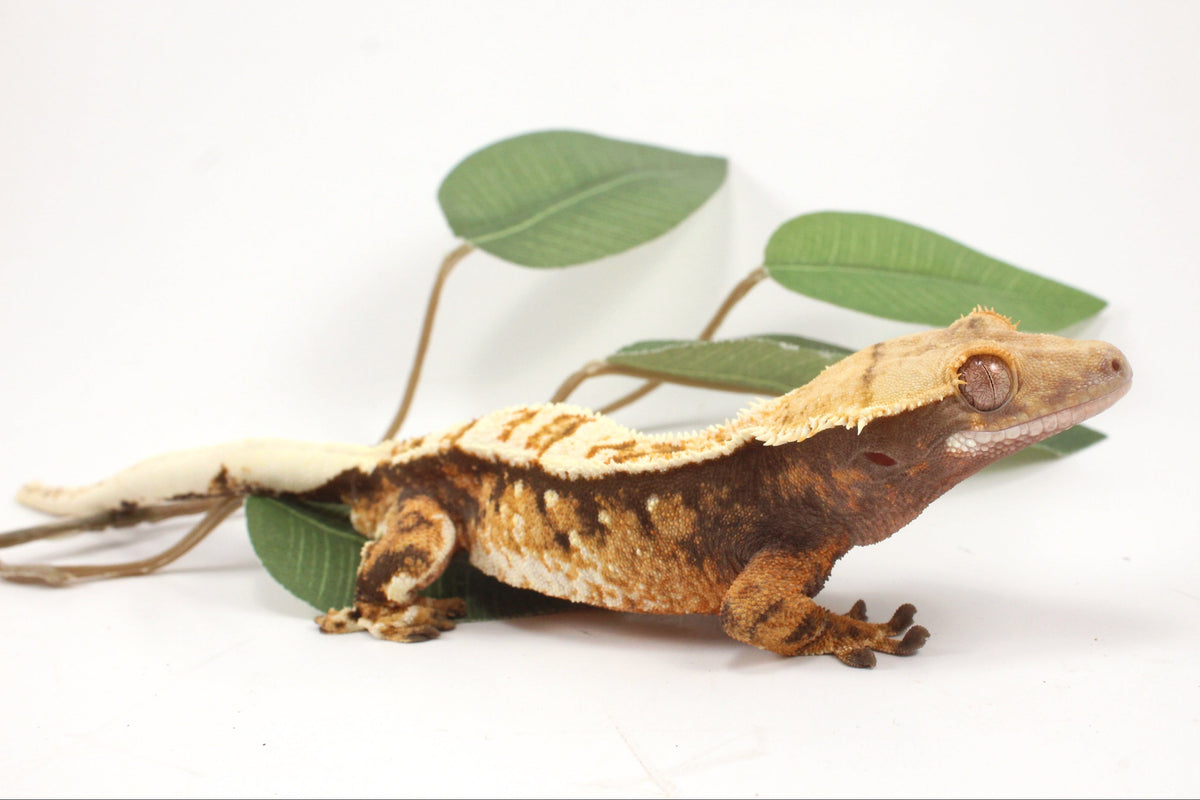Extreme Harlequin Crested Gecko