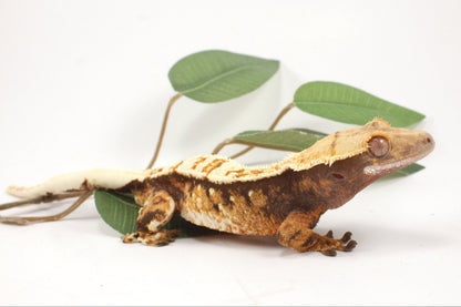 Extreme Harlequin Crested Gecko