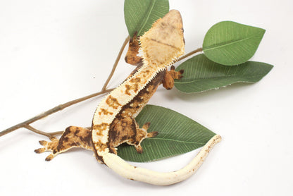 Extreme Harlequin Crested Gecko