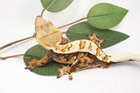 Extreme Harlequin Crested Gecko