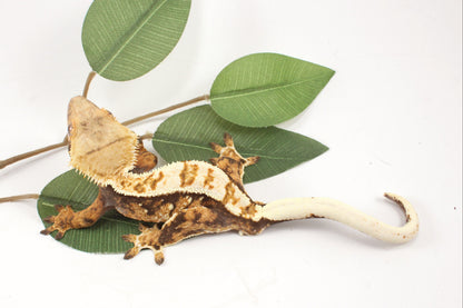 Extreme Harlequin Crested Gecko