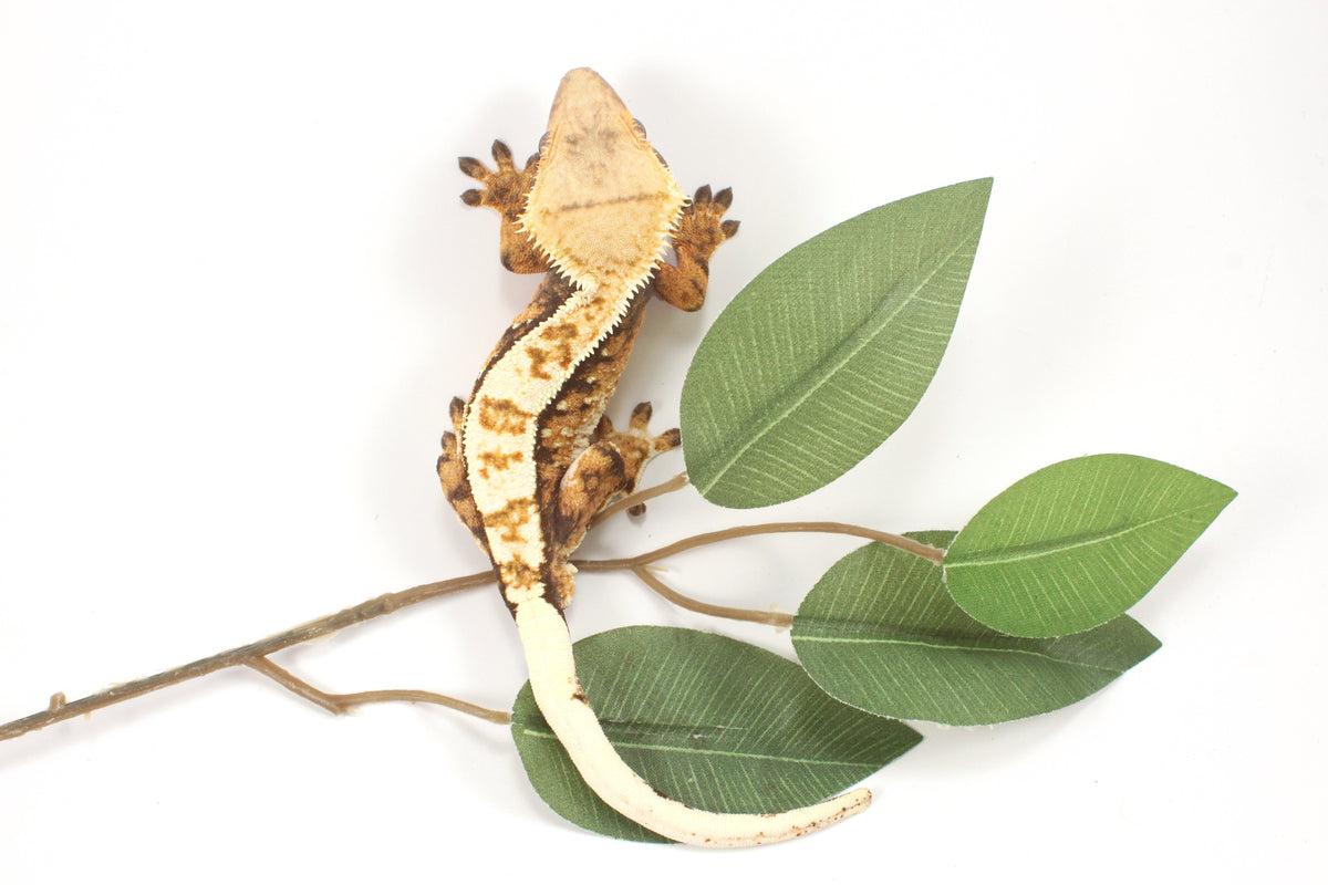 Extreme Harlequin Crested Gecko