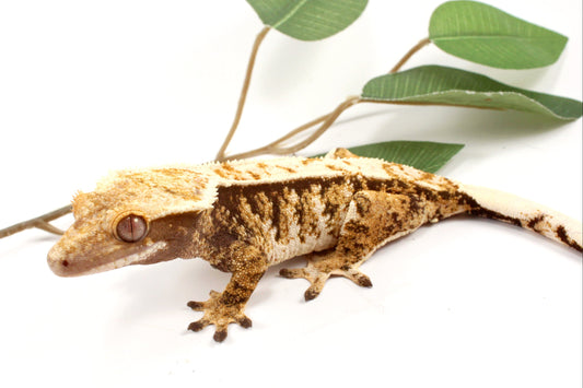 High White Extreme Harlequin Crested Gecko