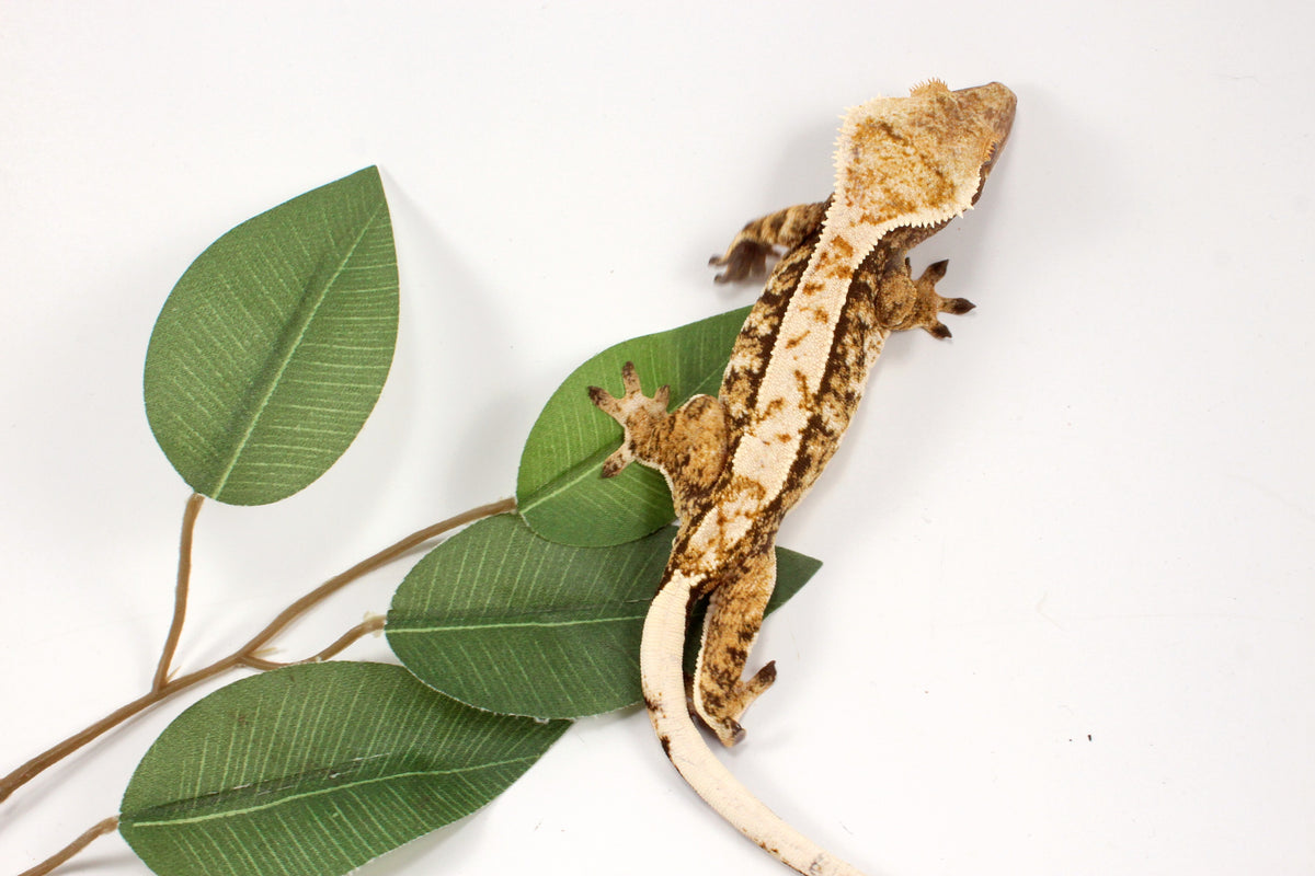 High White Extreme Harlequin Crested Gecko