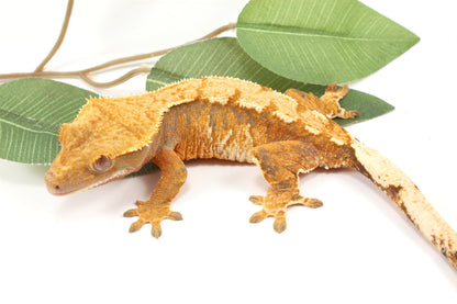 Yellow Tiger Crested Gecko