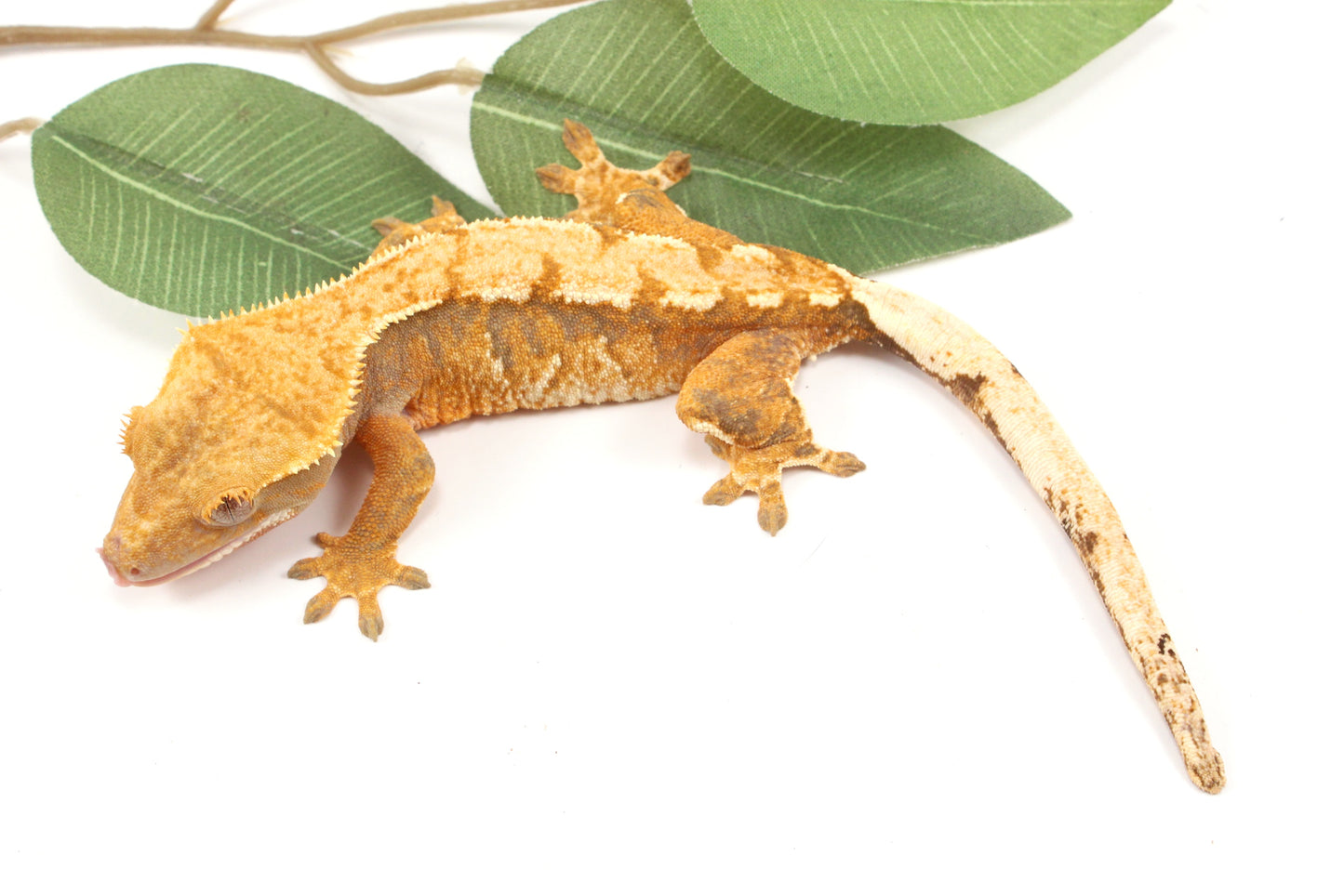 Yellow Tiger Crested Gecko