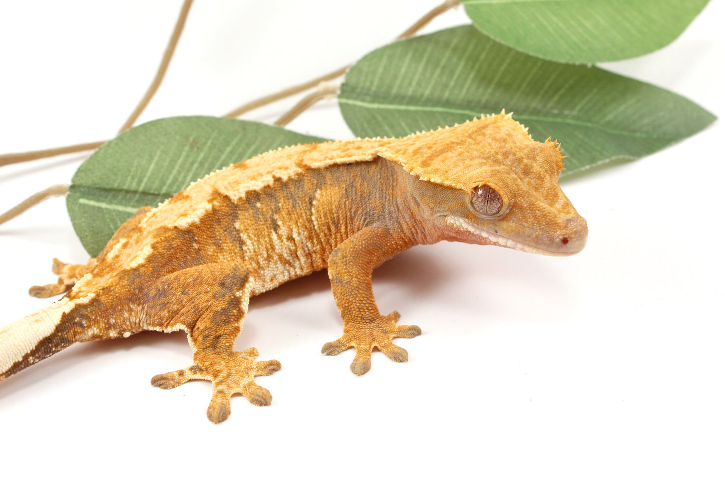 Yellow Tiger Crested Gecko