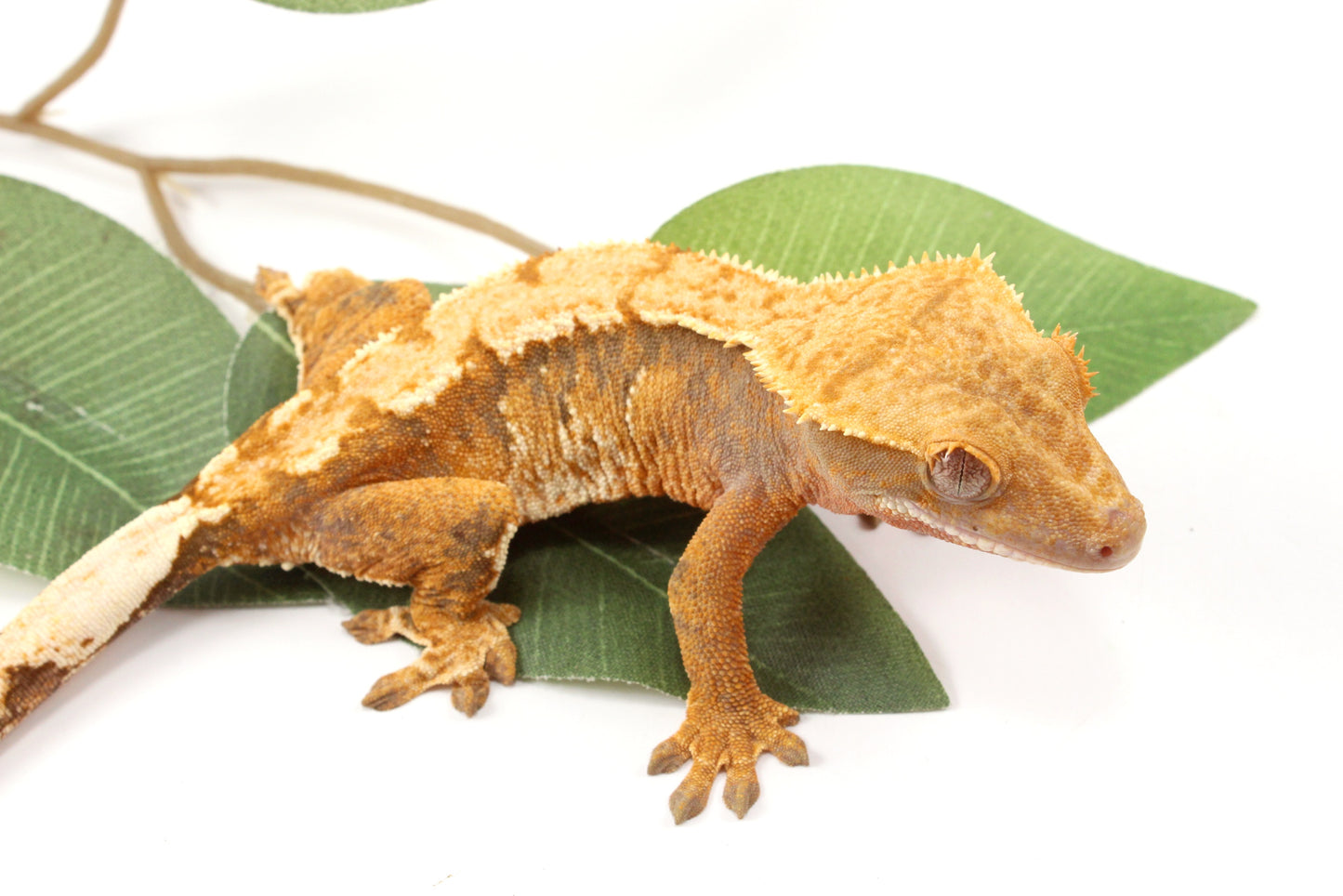 Yellow Tiger Crested Gecko
