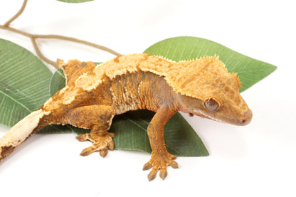 Yellow Tiger Crested Gecko