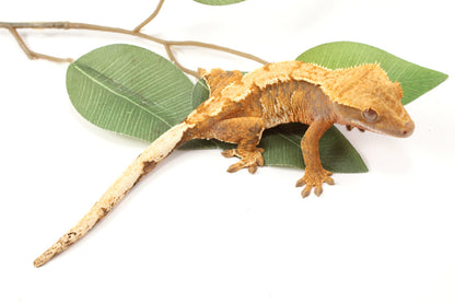 Yellow Tiger Crested Gecko