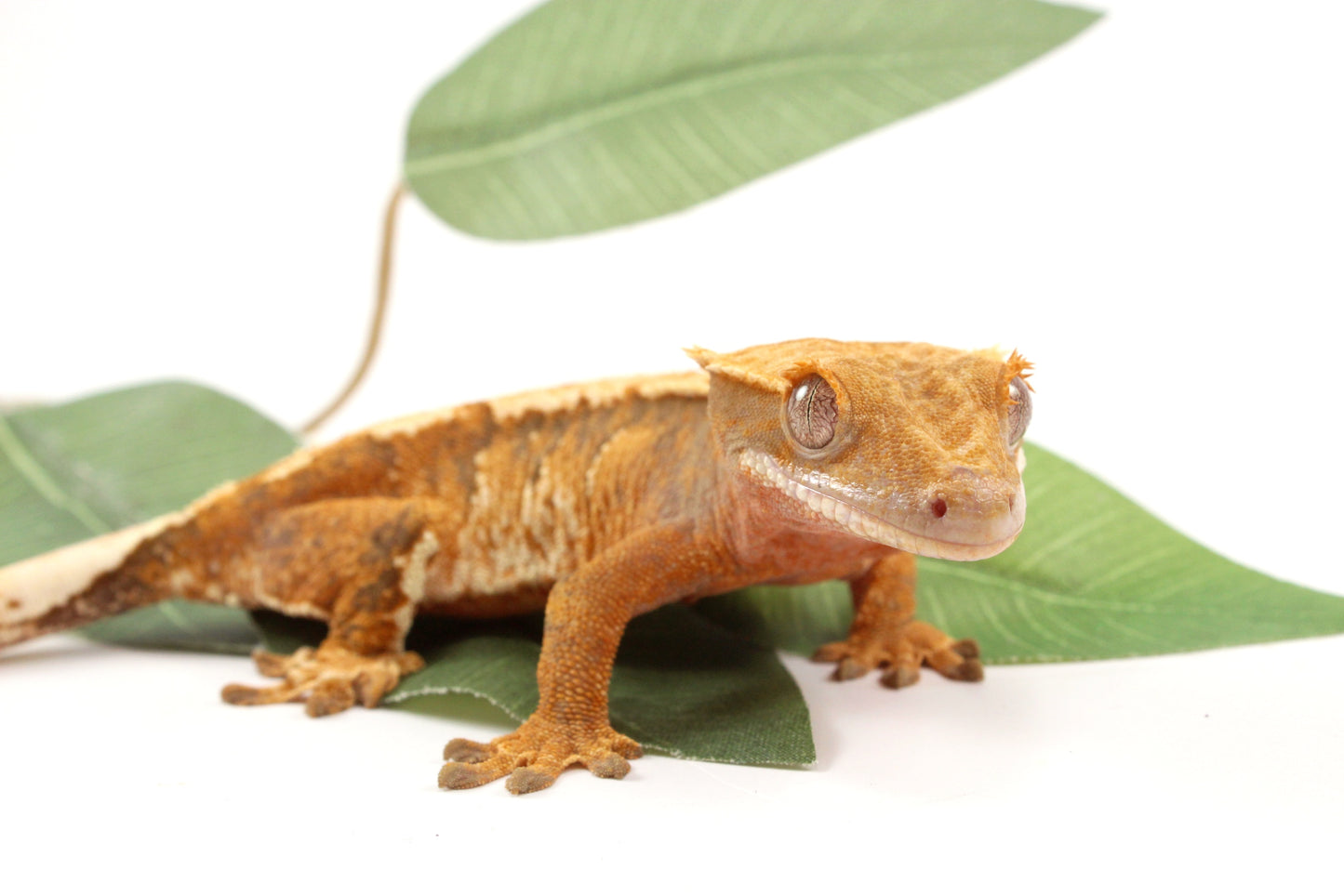 Yellow Tiger Crested Gecko