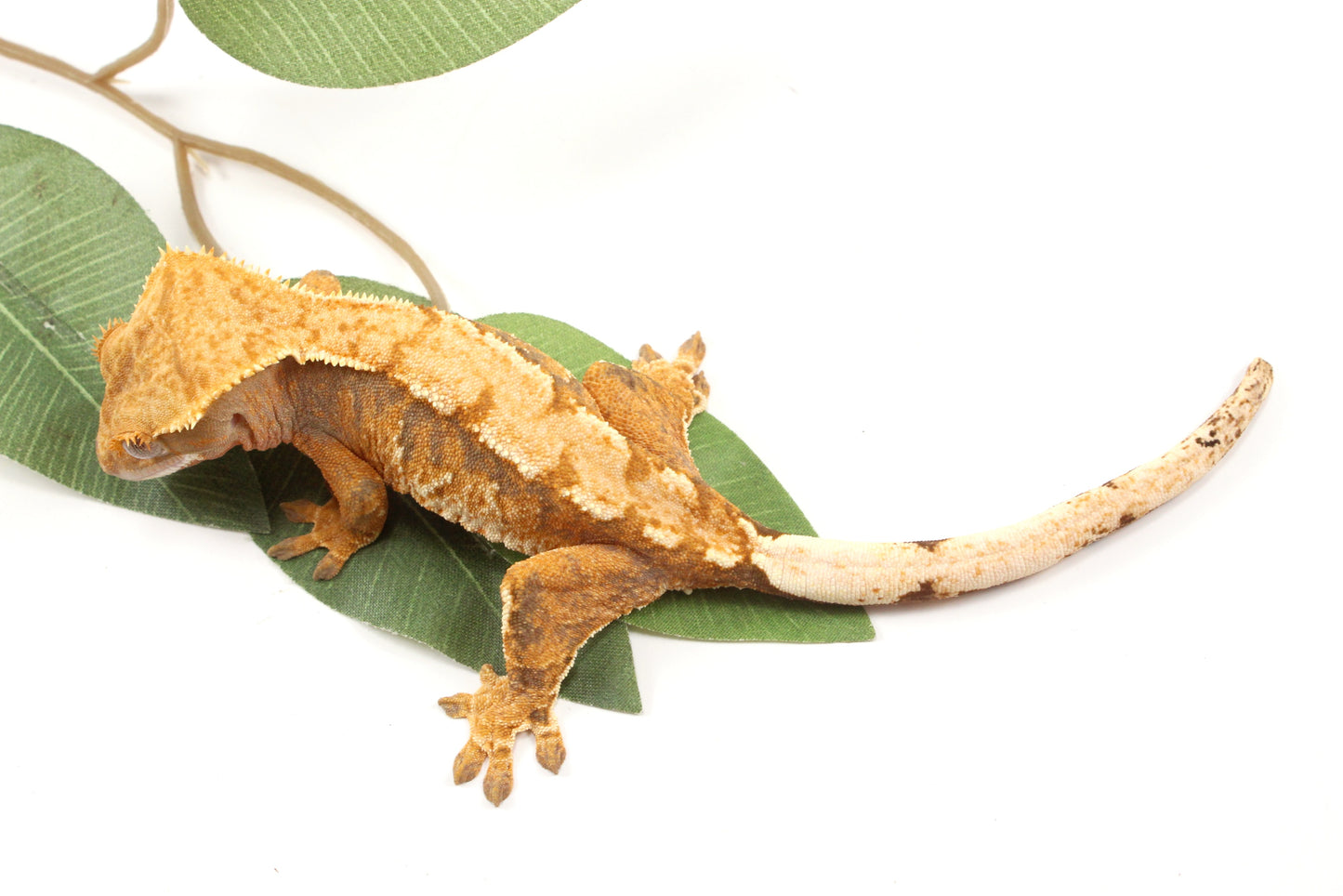 Yellow Tiger Crested Gecko