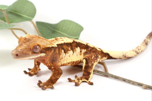 Chocolate Extreme Harlequin Crested Gecko