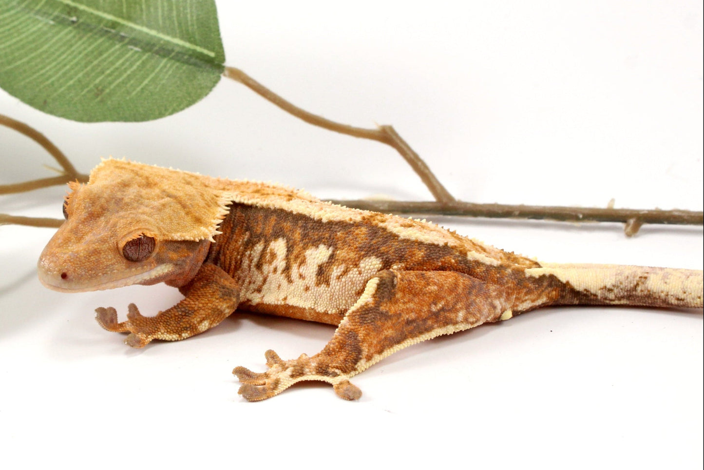 High White Extreme Harlequin Crested Gecko