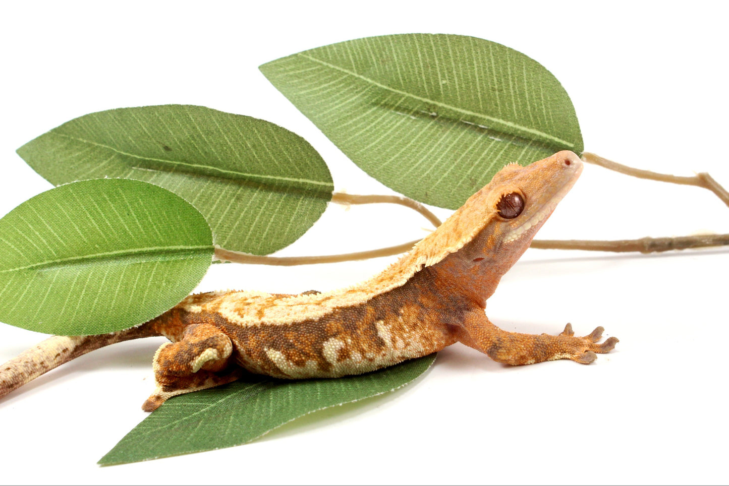 High White Extreme Harlequin Crested Gecko