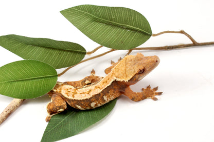 High White Extreme Harlequin Crested Gecko