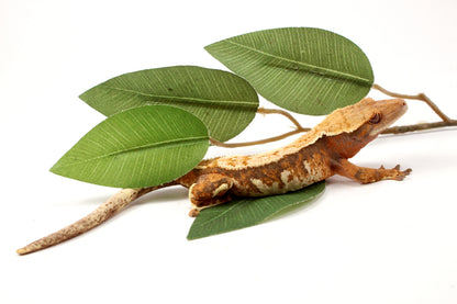 High White Extreme Harlequin Crested Gecko