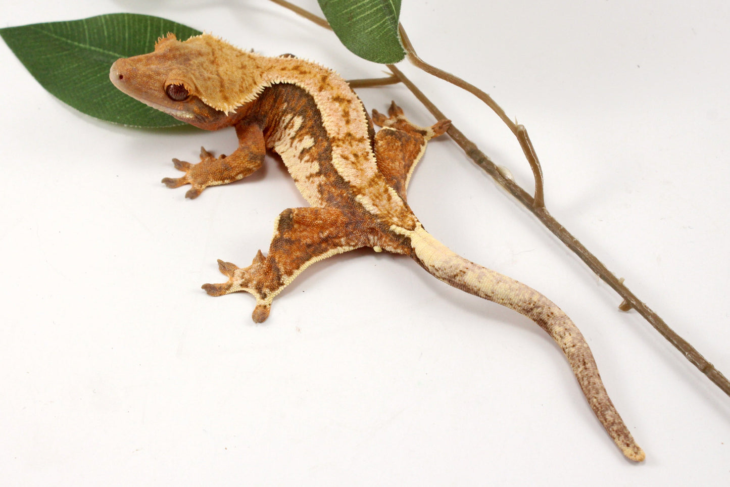 High White Extreme Harlequin Crested Gecko
