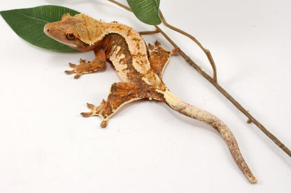 High White Extreme Harlequin Crested Gecko