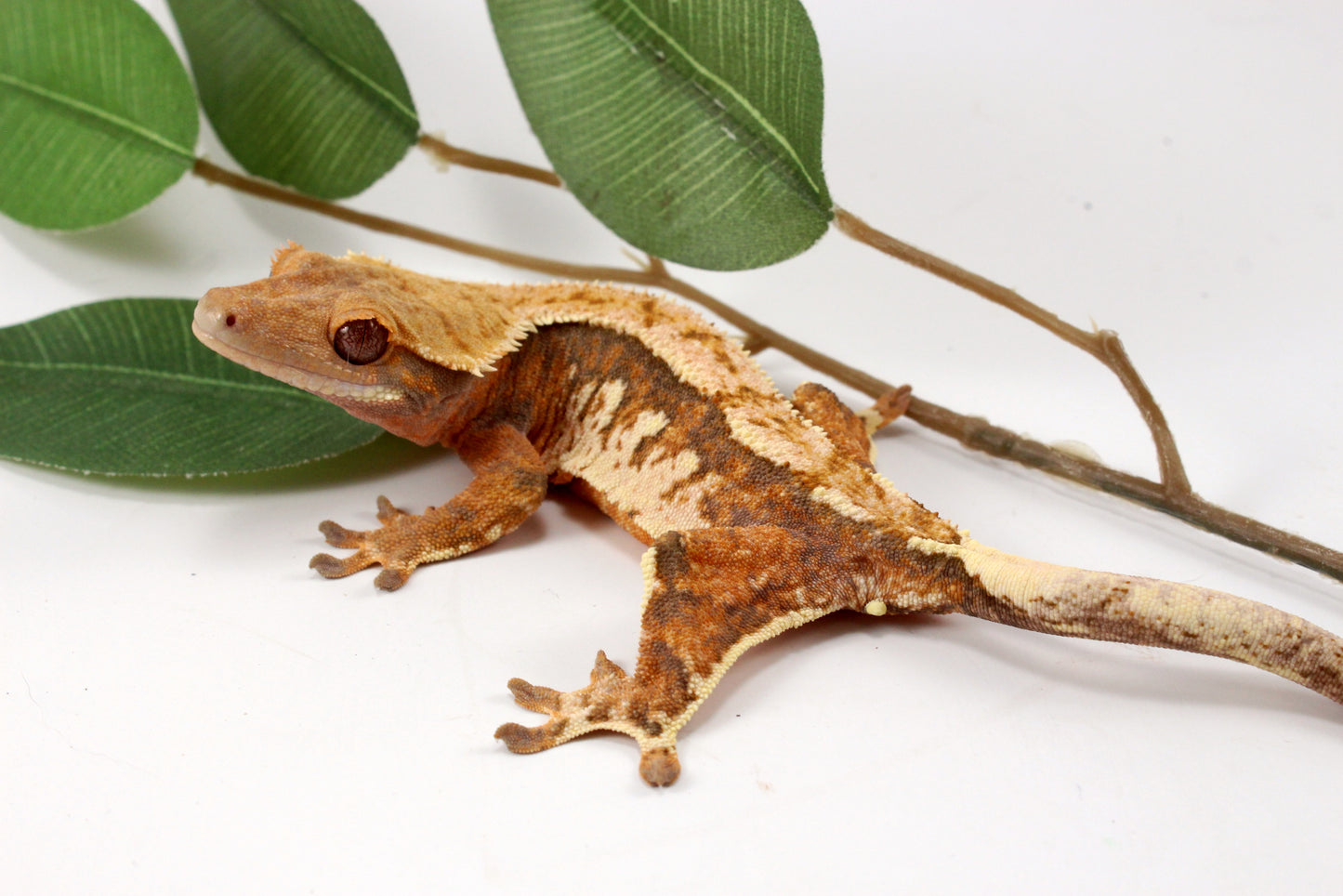 High White Extreme Harlequin Crested Gecko