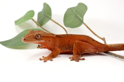 Red Phantom Dalmatian Crested Gecko