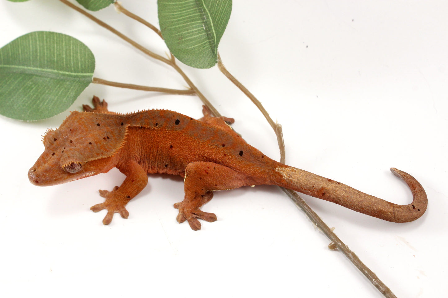 Red Phantom Dalmatian Crested Gecko