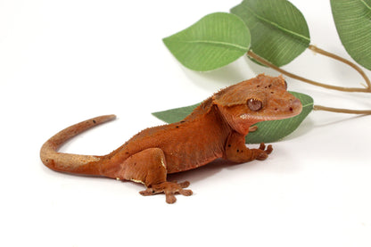 Red Phantom Dalmatian Crested Gecko