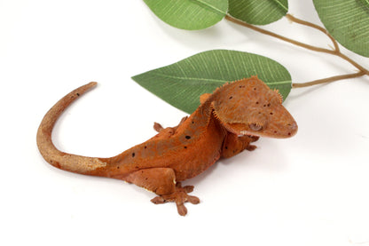 Red Phantom Dalmatian Crested Gecko