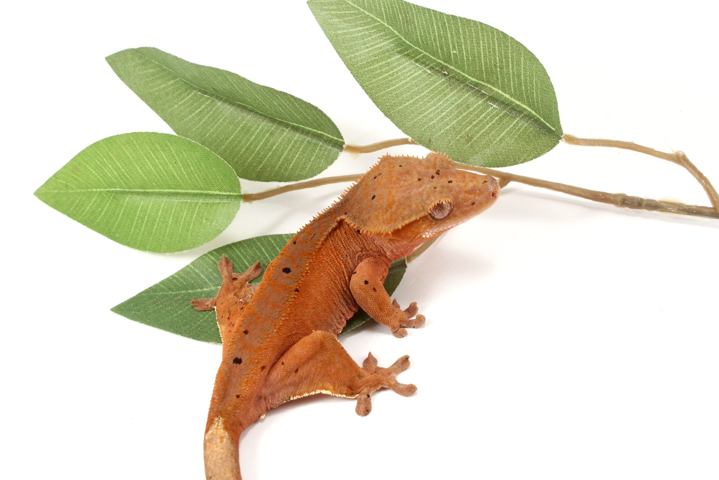 Red Phantom Dalmatian Crested Gecko