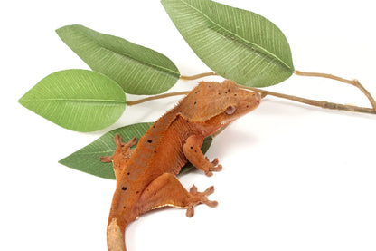 Red Phantom Dalmatian Crested Gecko