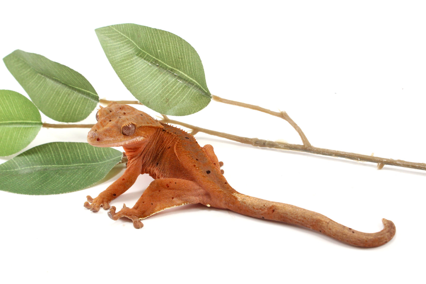 Red Phantom Dalmatian Crested Gecko