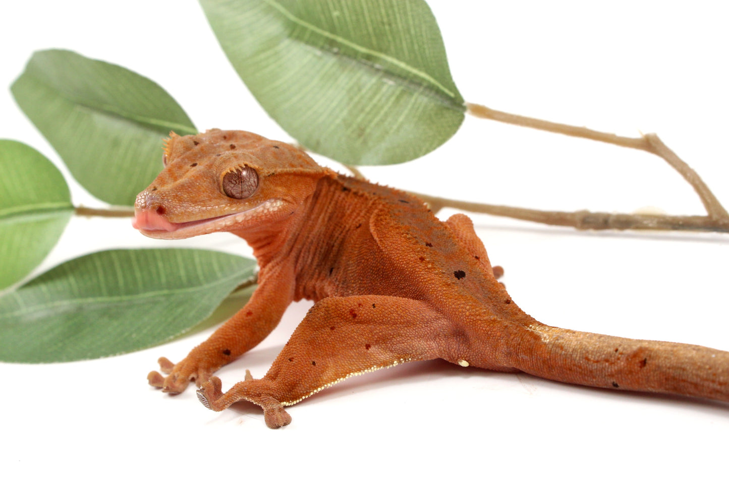 Red Phantom Dalmatian Crested Gecko