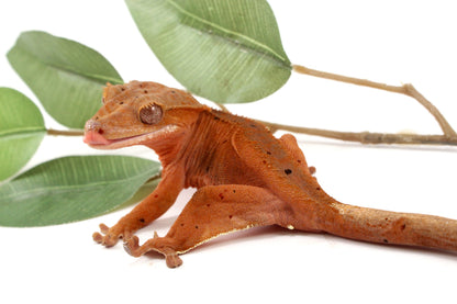 Red Phantom Dalmatian Crested Gecko
