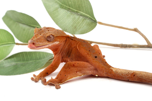 Red Phantom Dalmatian Crested Gecko