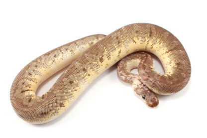 Super Pastel Mahogany Hidden Gene Woma Ball Python - Imperfect