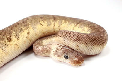 Super Pastel Mahogany Hidden Gene Woma Ball Python - Imperfect