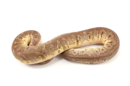 Super Pastel Mahogany Hidden Gene Woma Ball Python - Imperfect