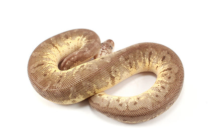 Super Pastel Mahogany Hidden Gene Woma Ball Python - Imperfect
