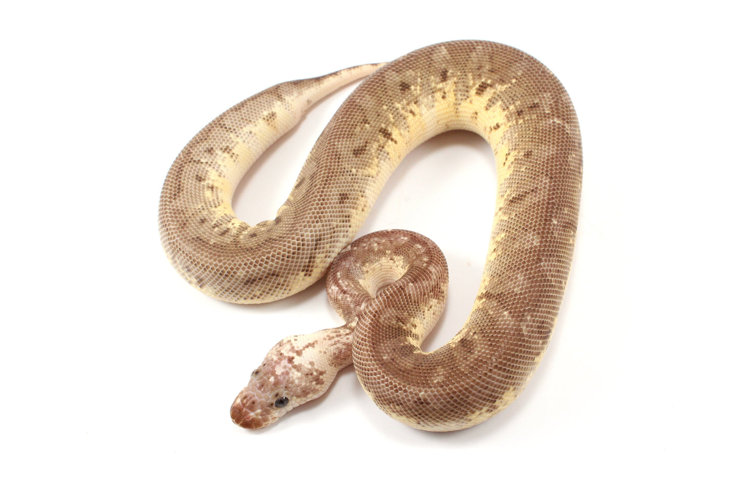 Super Pastel Mahogany Hidden Gene Woma Ball Python - Imperfect
