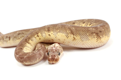 Super Pastel Mahogany Hidden Gene Woma Ball Python - Imperfect