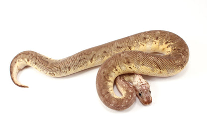 Super Pastel Mahogany Hidden Gene Woma Ball Python - Imperfect