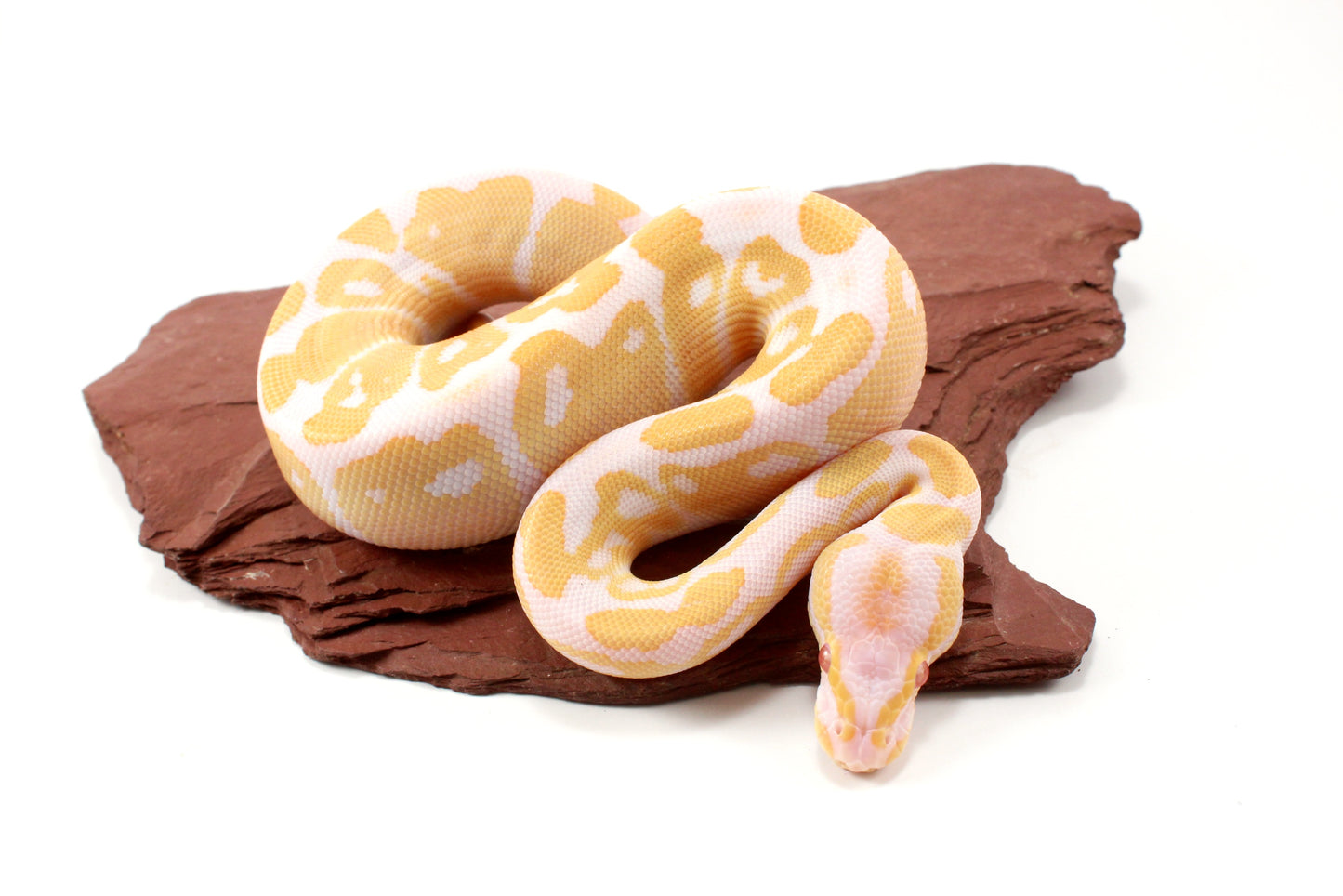 Albino Het Pied Ball Python