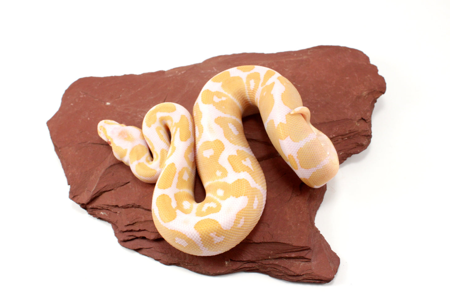 Albino Het Pied Ball Python